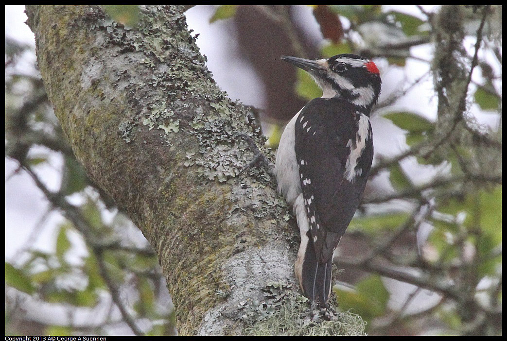 0305-092151-04.jpg - Hairy Woodpecker