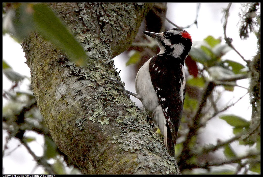 0305-092154-01.jpg - Hairy Woodpecker