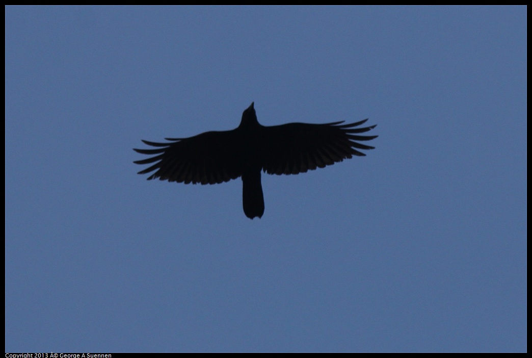 0305-094110-01.jpg - American Crow