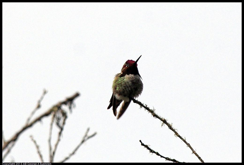 0305-095835-02.jpg - Anna's Hummingbird