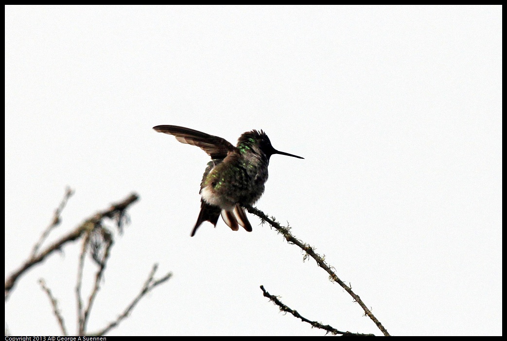0305-095836-01.jpg - Anna's Hummingbird