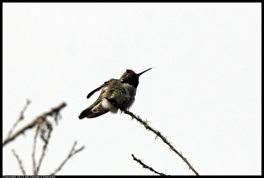 0305-095836-04.jpg - Anna's Hummingbird