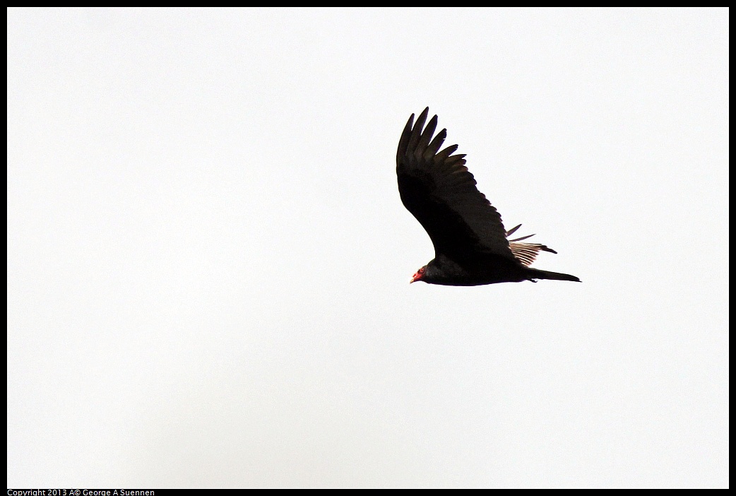 0305-095928-04.jpg - Turkey Vulture