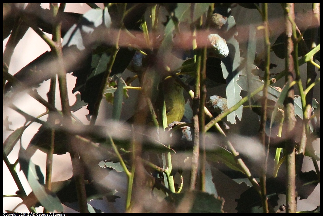 0309-154015-02.jpg - Yellow Warbler