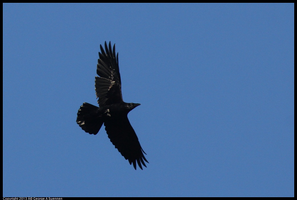 0309-164240-01.jpg - Common Raven