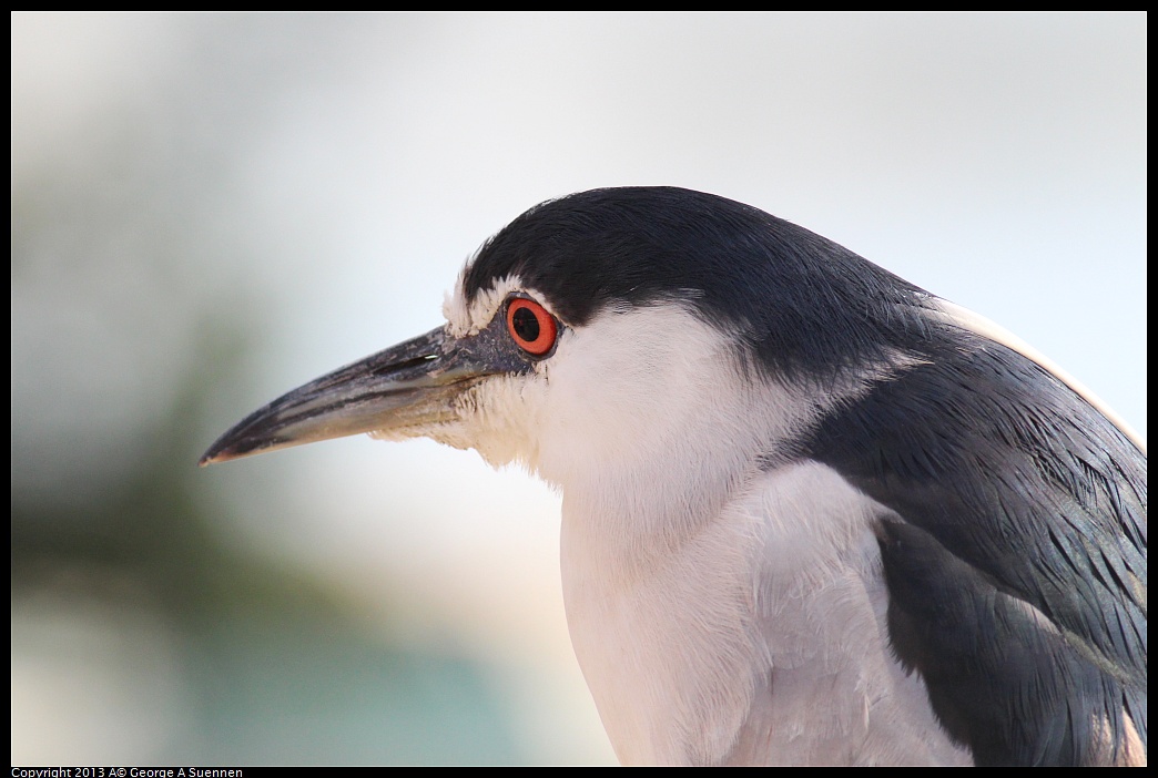 0313-113904-02.jpg - Black-crowned Night Heron