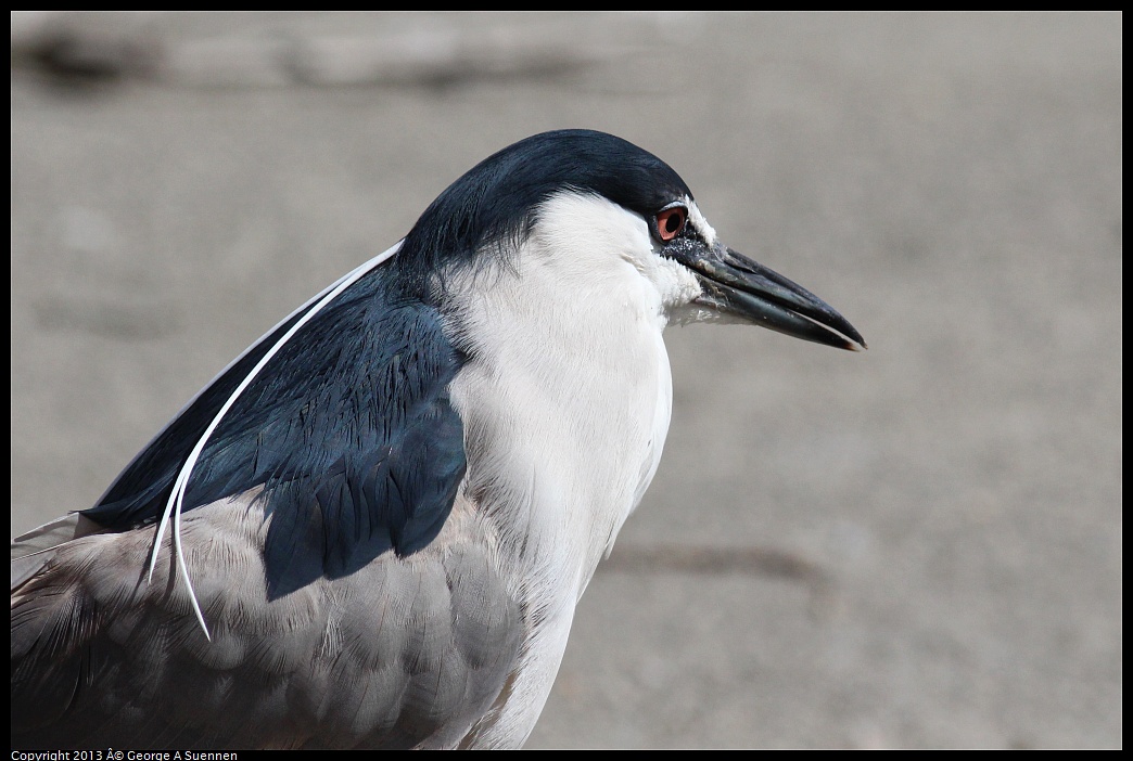 0313-114021-02.jpg - Black-crowned Night Heron