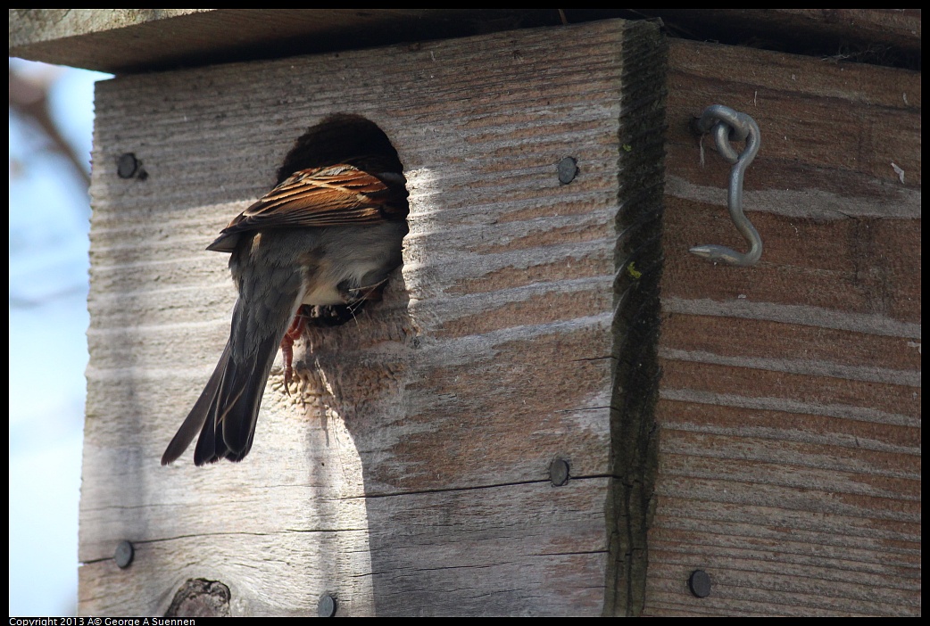 0313-114700-04.jpg - House Sparrow