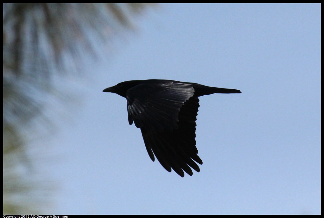 0313-115442-03.jpg - American Crow