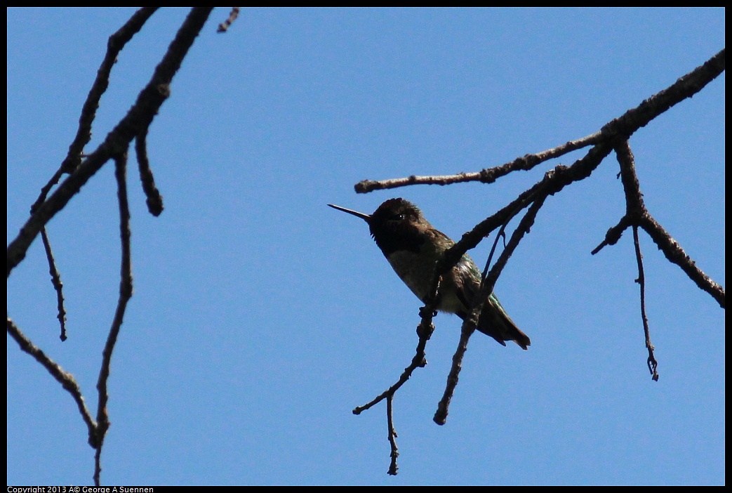 0313-122119-01.jpg - Anna's Hummingbird