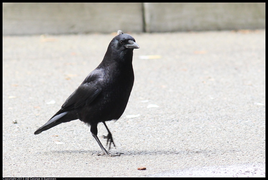 0314-105540-02.jpg - American Crow