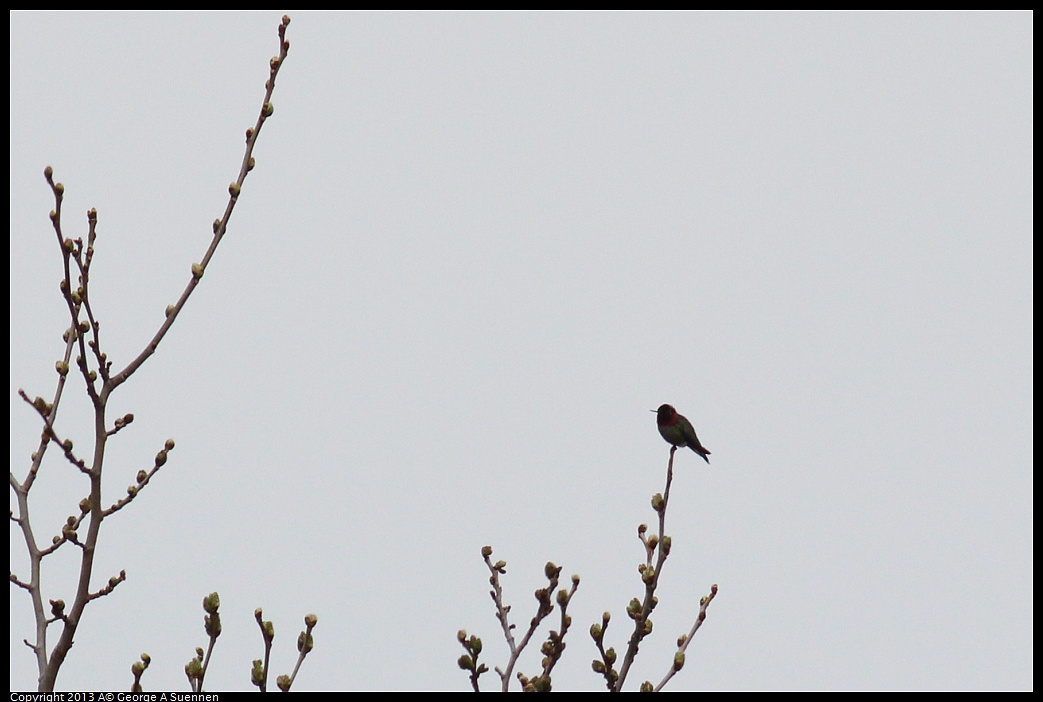 0314-121708-04.jpg - Anna's Hummingbird