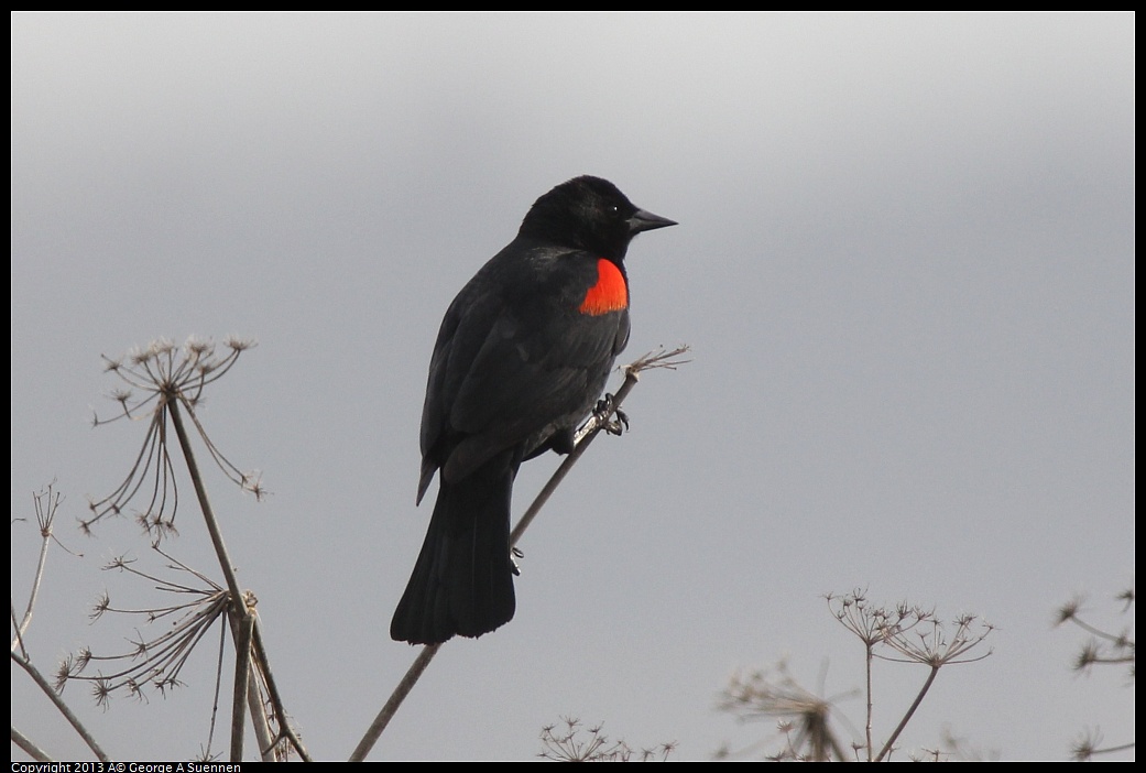 0315-082726-02.jpg - Red-winged Blackbird
