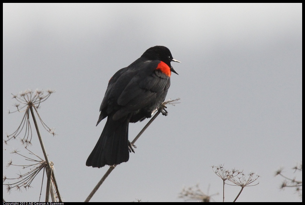 0315-082746-01.jpg - Red-winged Blackbird