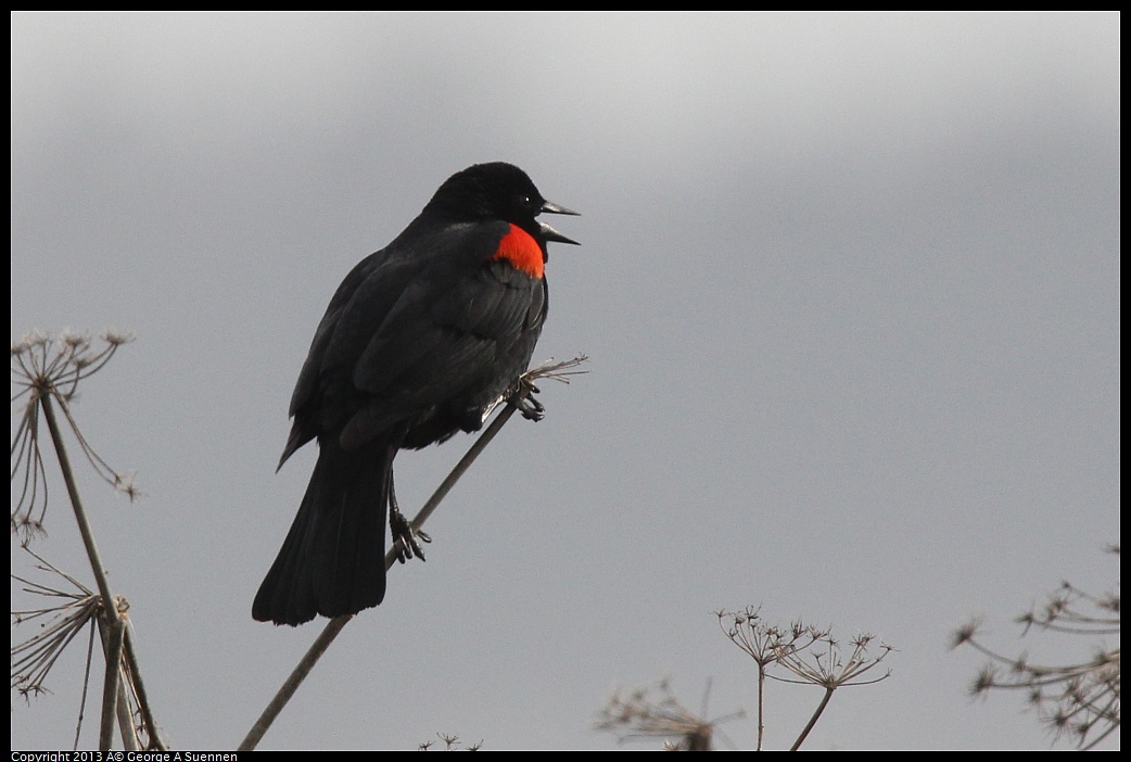 0315-082746-03.jpg - Red-winged Blackbird