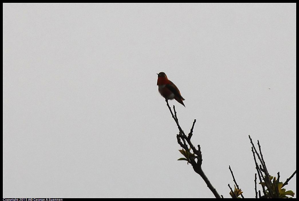 0315-082855-03.jpg - Allen's Hummingbird