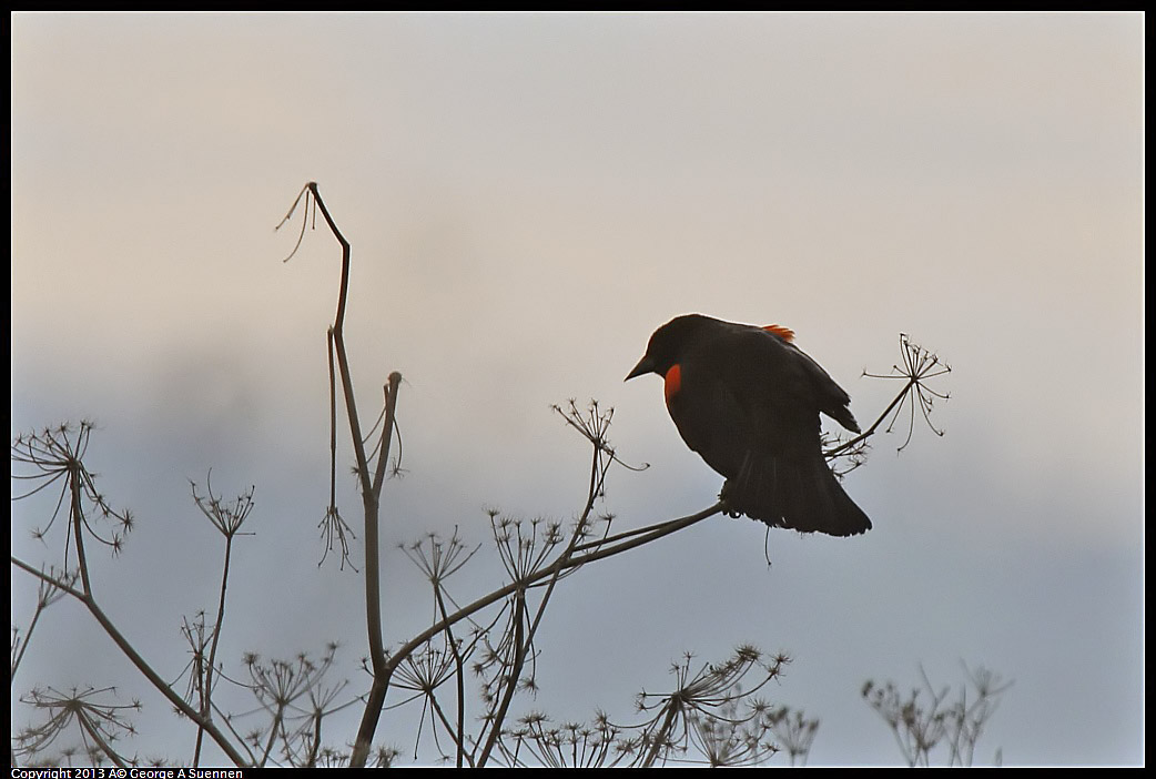 0315-083052-03.jpg - Red-winged Blackbird