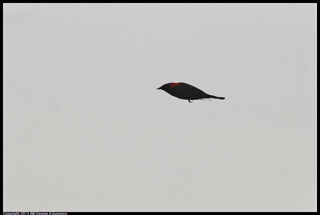0315-085829-01.jpg - Red-winged Blackbird