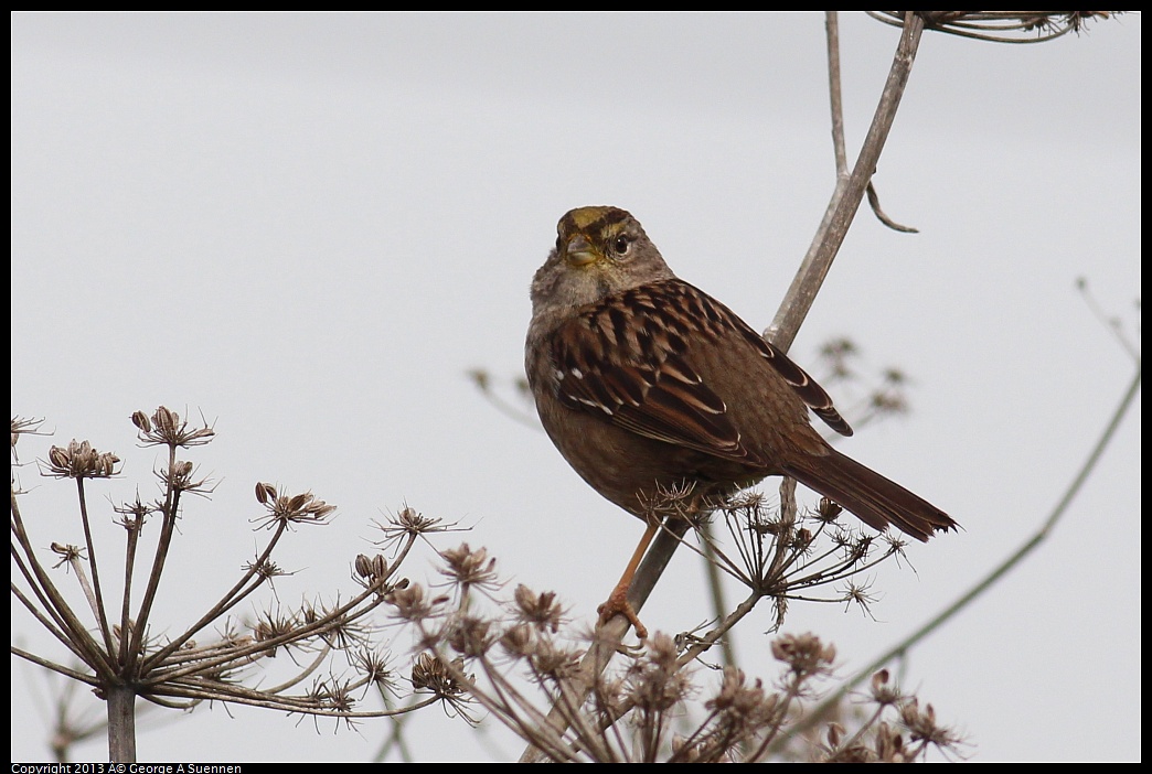 0315-085837-06.jpg - Golden-crowned Sparrow