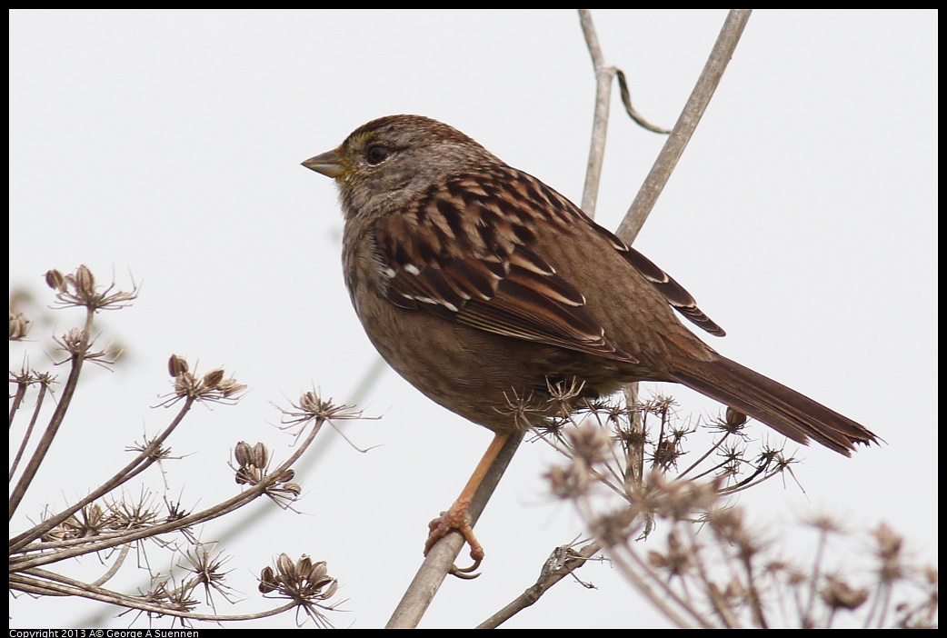 0315-085851-01.jpg - Golden-crowned Sparrow