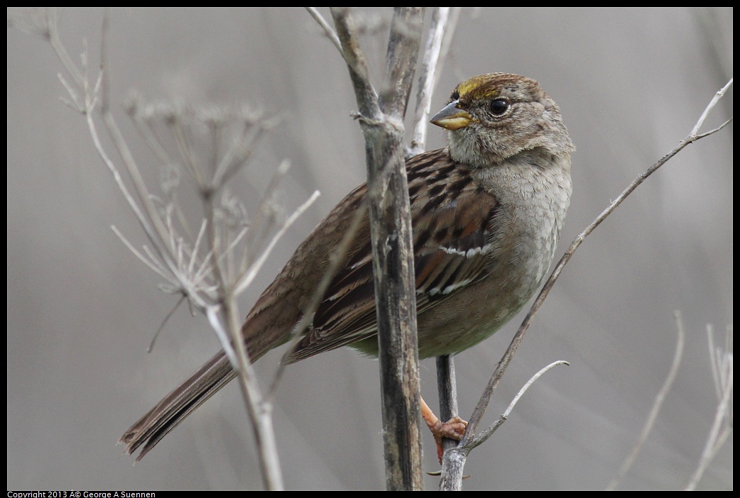 0315-085925-01.jpg - Golden-crowned Sparrow