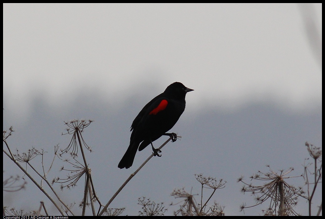 0315-085939-02.jpg - Red-winged Blackbird