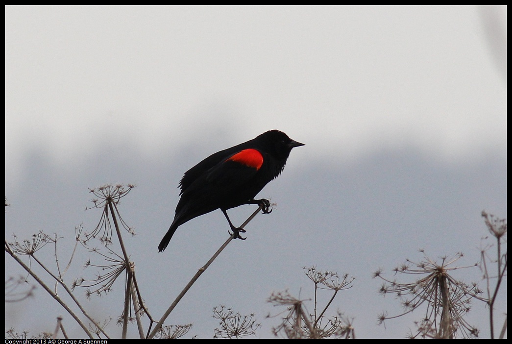 0315-085944-01.jpg - Red-winged Blackbird