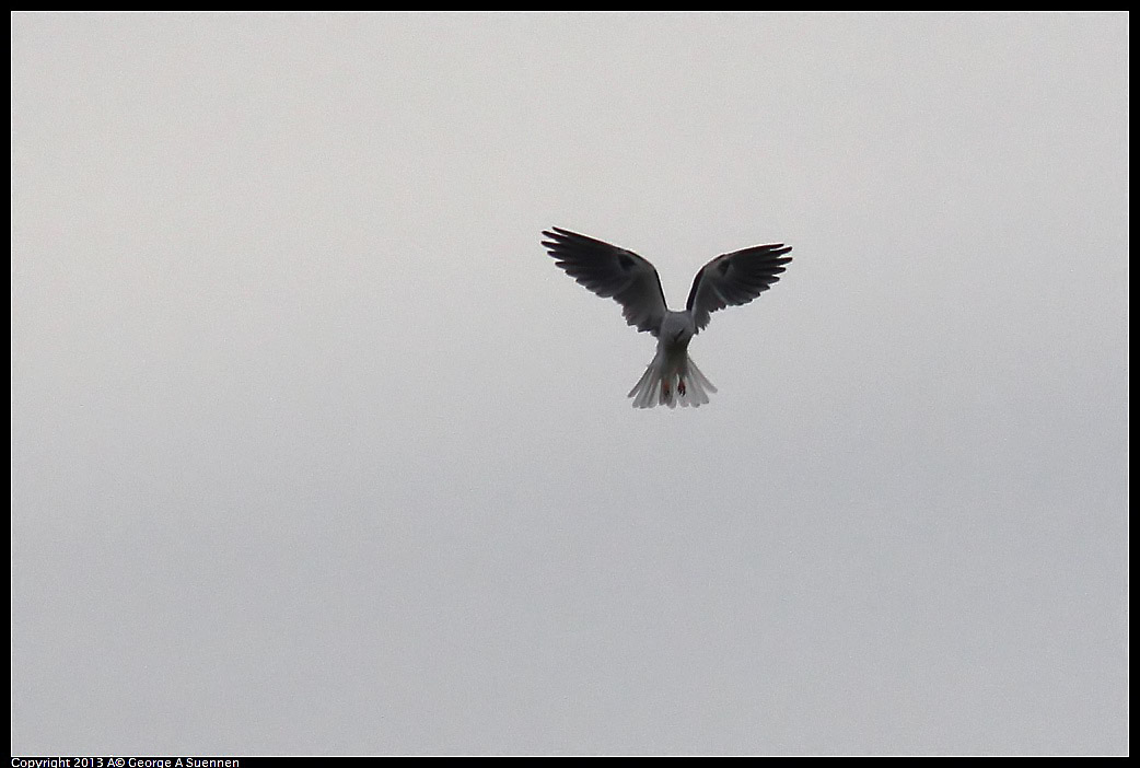 0315-090124-02.jpg - White-tailed Kite