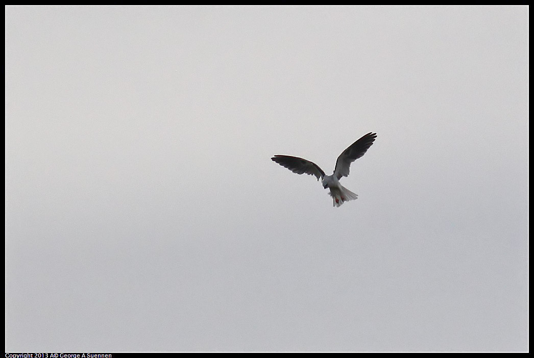 0315-090125-02.jpg - White-tailed Kite