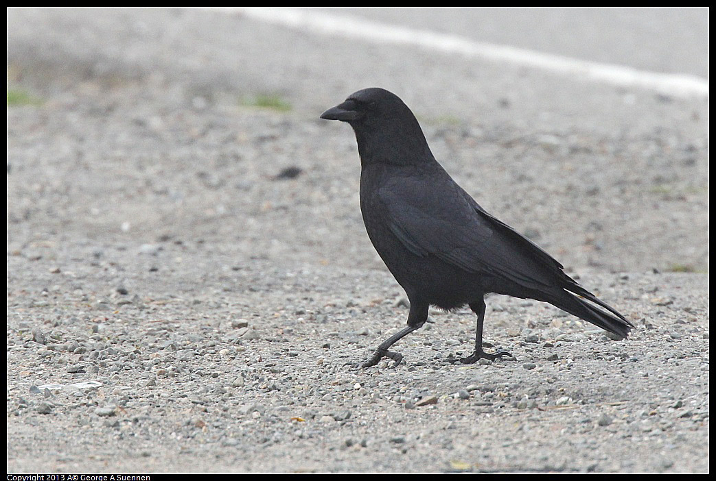 0315-090144-02.jpg - American Crow