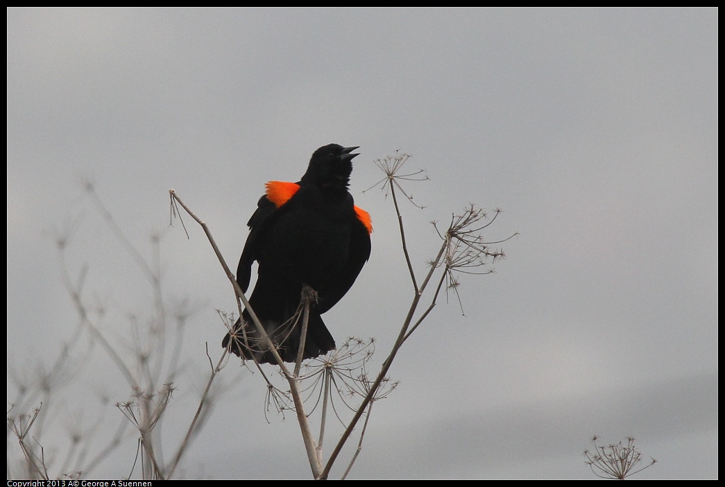 0315-090212-01.jpg - Red-winged Blackbird