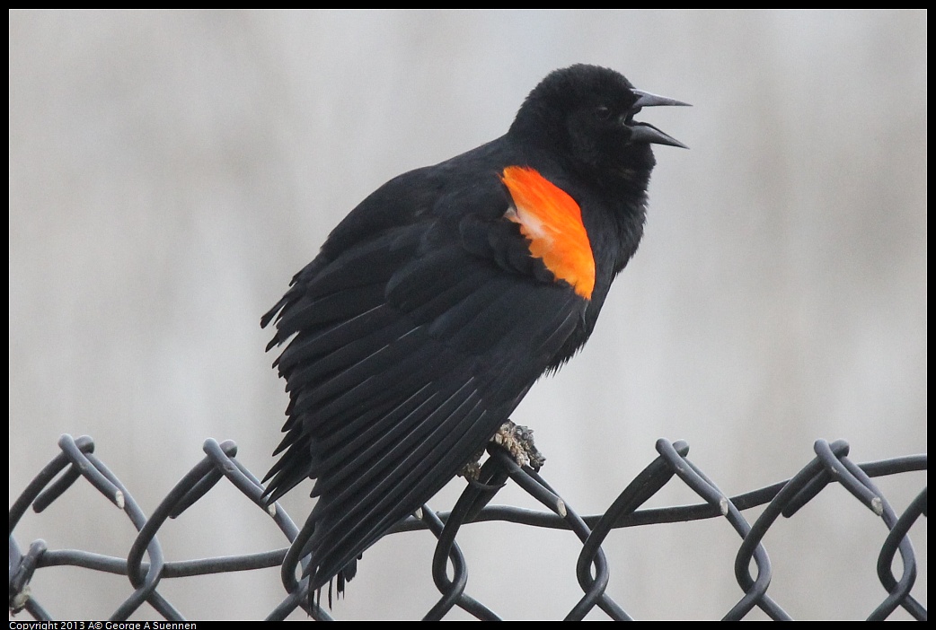 0315-090302-03.jpg - Red-winged Blackbird