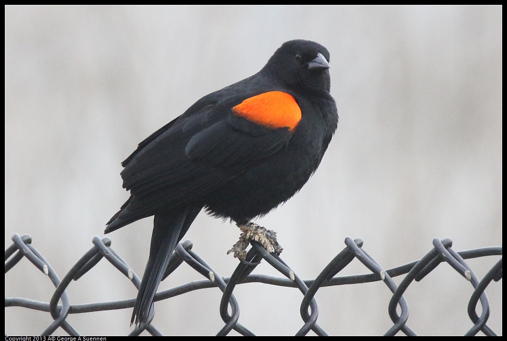 0315-090303-04.jpg - Red-winged Blackbird