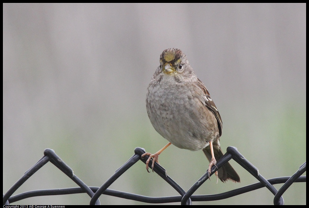 0315-090337-01.jpg - Golden-crowned Sparrow