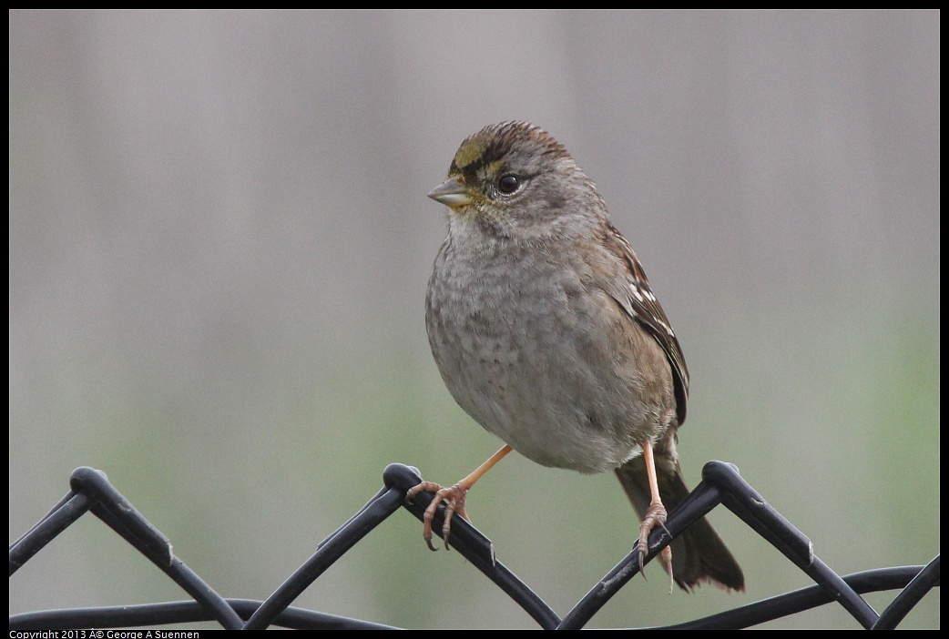 0315-090338-02.jpg - Golden-crowned Sparrow