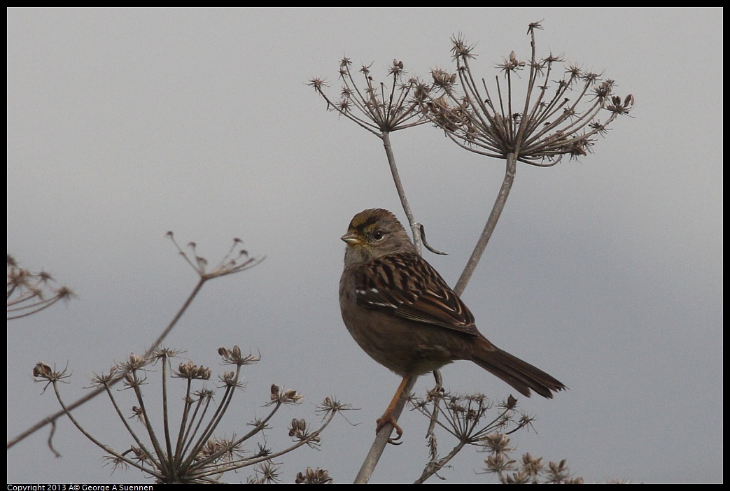 0315-090449-03.jpg - Golden-crowned Sparrow