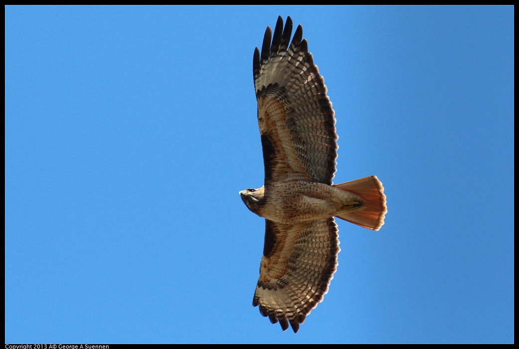 0316-130806-02.jpg - Red-tailed Hawk