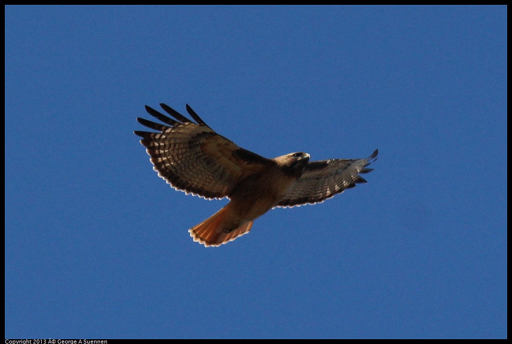 0316-130836-01.jpg - Red-tailed Hawk