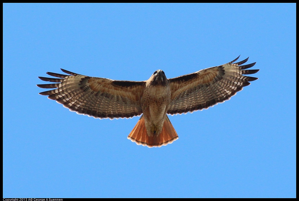 0316-130837-03.jpg - Red-tailed Hawk