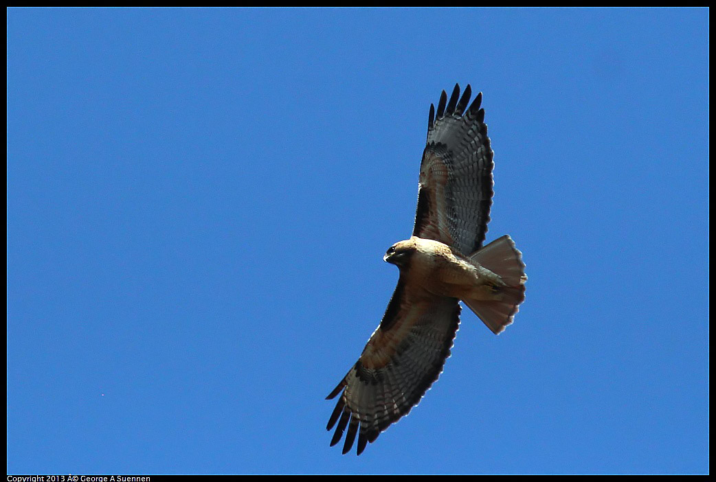 0316-130849-04.jpg - Red-tailed Hawk