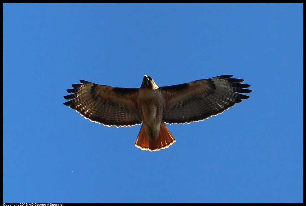 0316-130850-02.jpg - Red-tailed Hawk