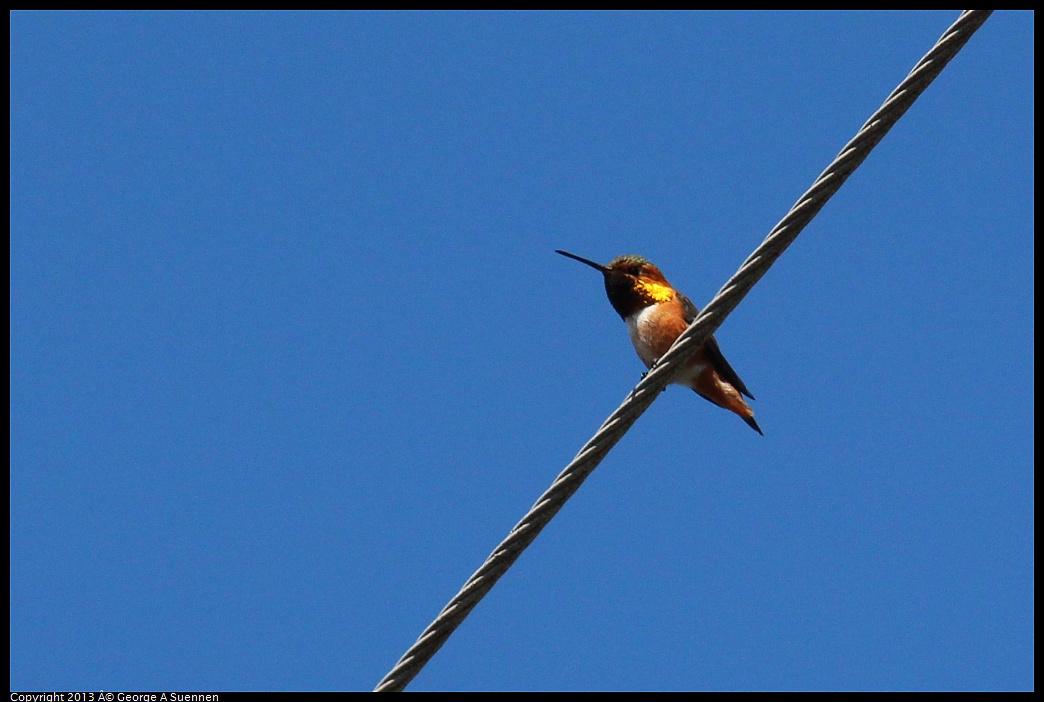 0316-130930-01.jpg - Allen's Hummingbird