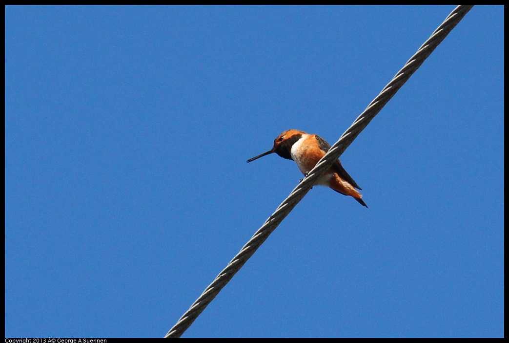 0316-130932-03.jpg - Allen's Hummingbird