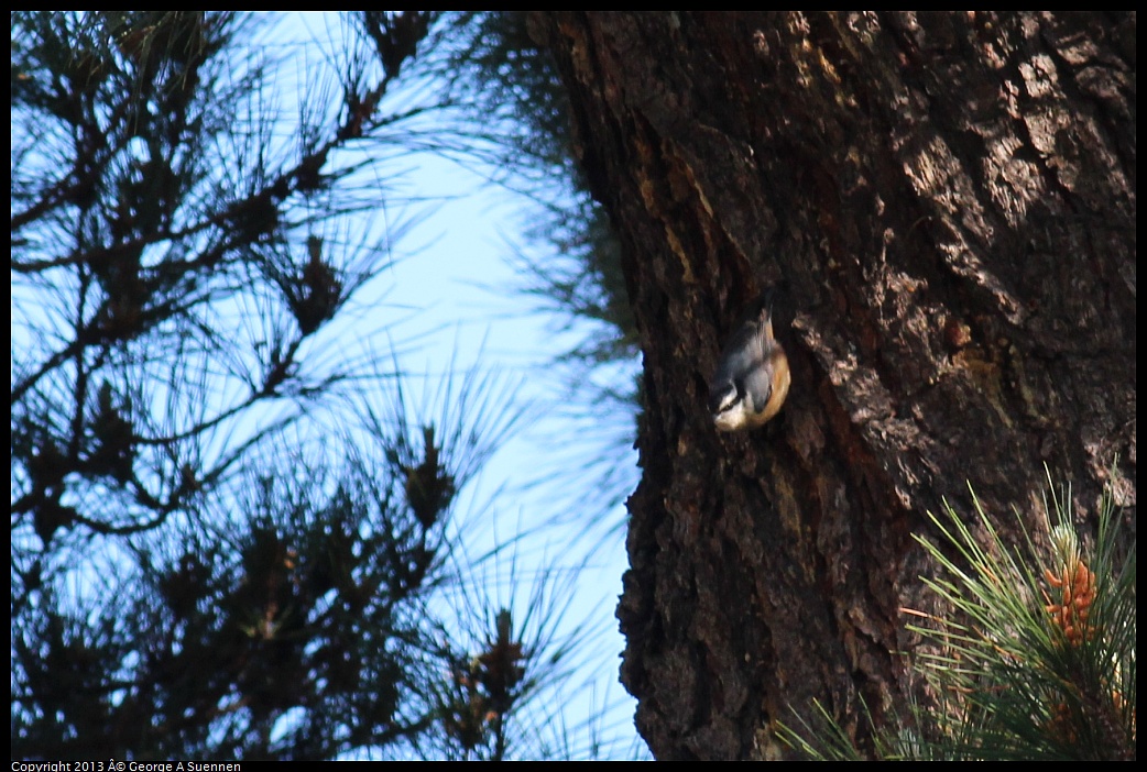 0316-152356-02.jpg - Red-breasted Nuthatch