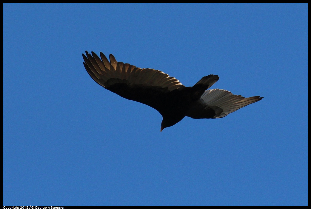 0316-152442-01.jpg - Turkey Vulture