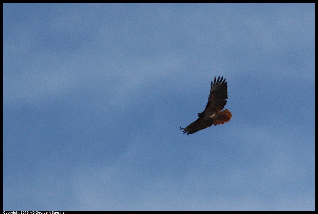 0316-152555-01.jpg - Red-tailed Hawk
