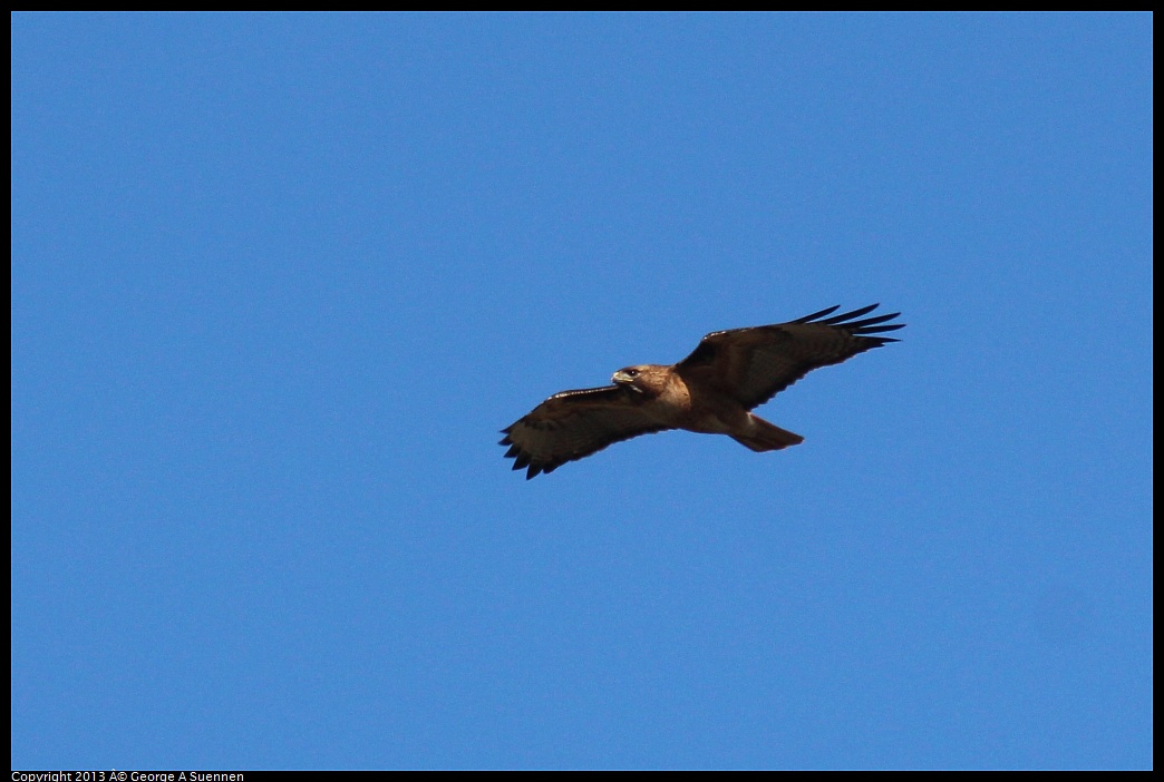 0316-153424-03.jpg - Red-tailed Hawk