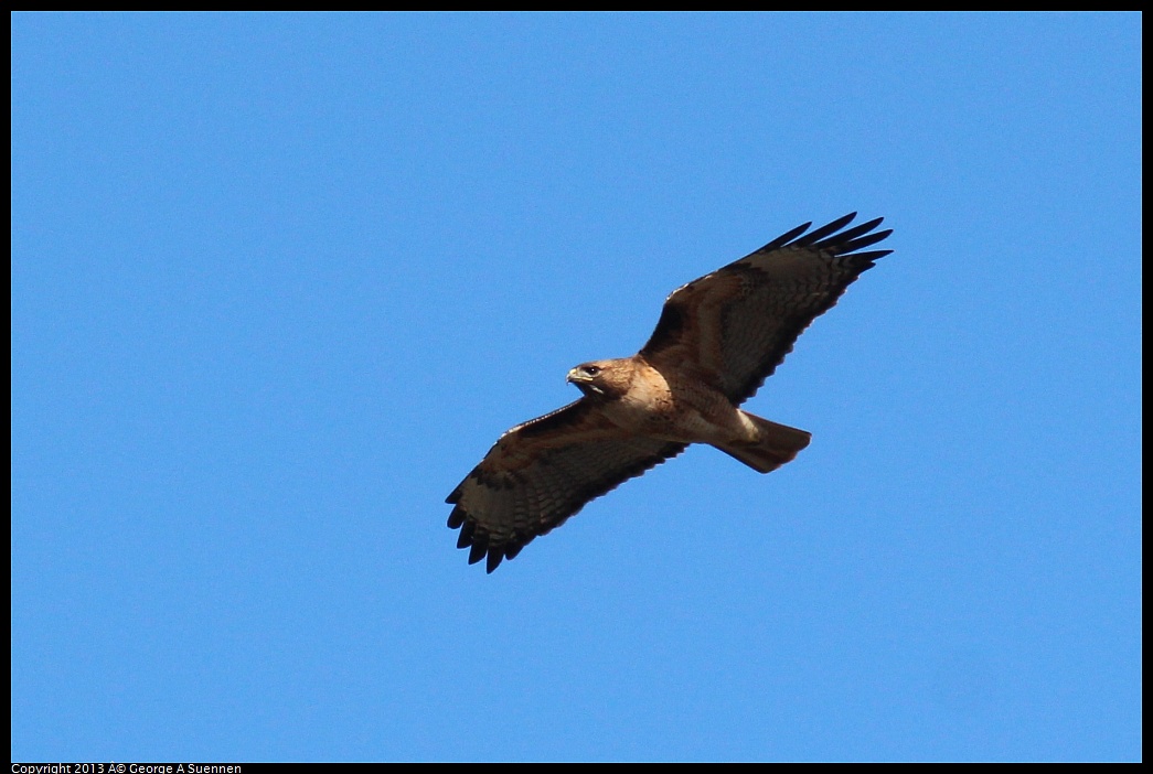 0316-153425-04.jpg - Red-tailed Hawk
