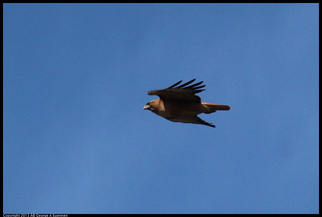 0316-153431-02.jpg - Red-tailed Hawk