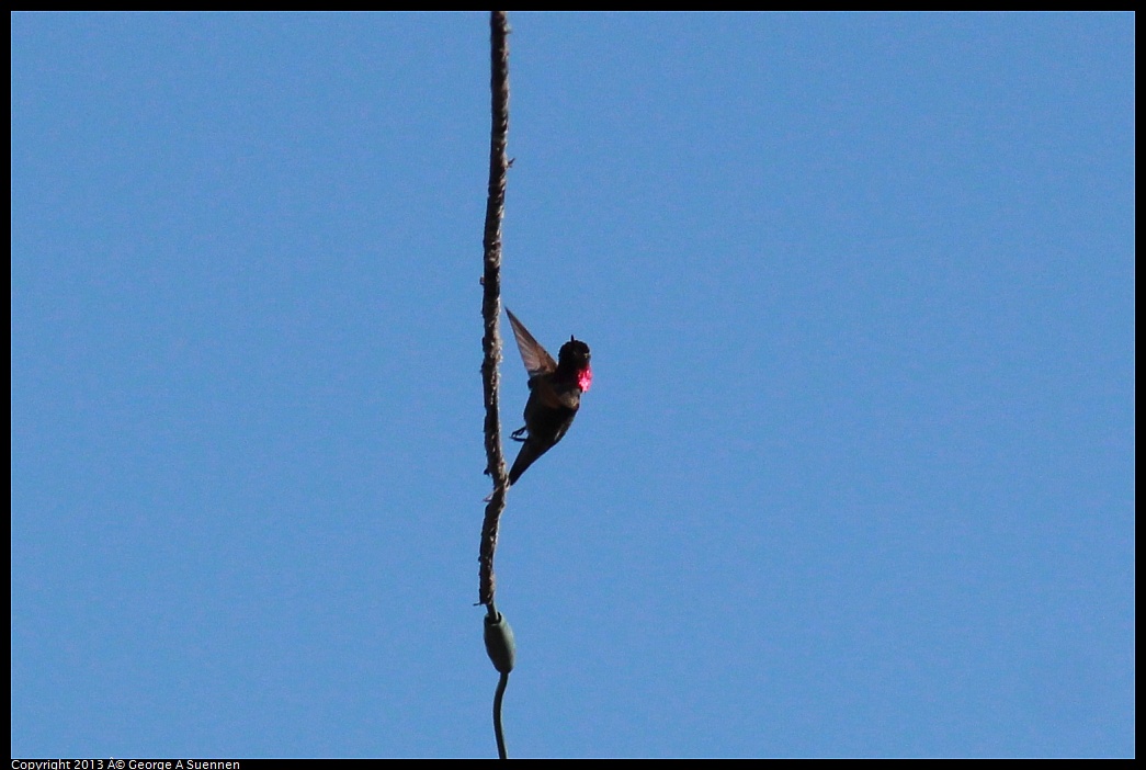 0316-153747-03.jpg - Anna's Hummingbird
